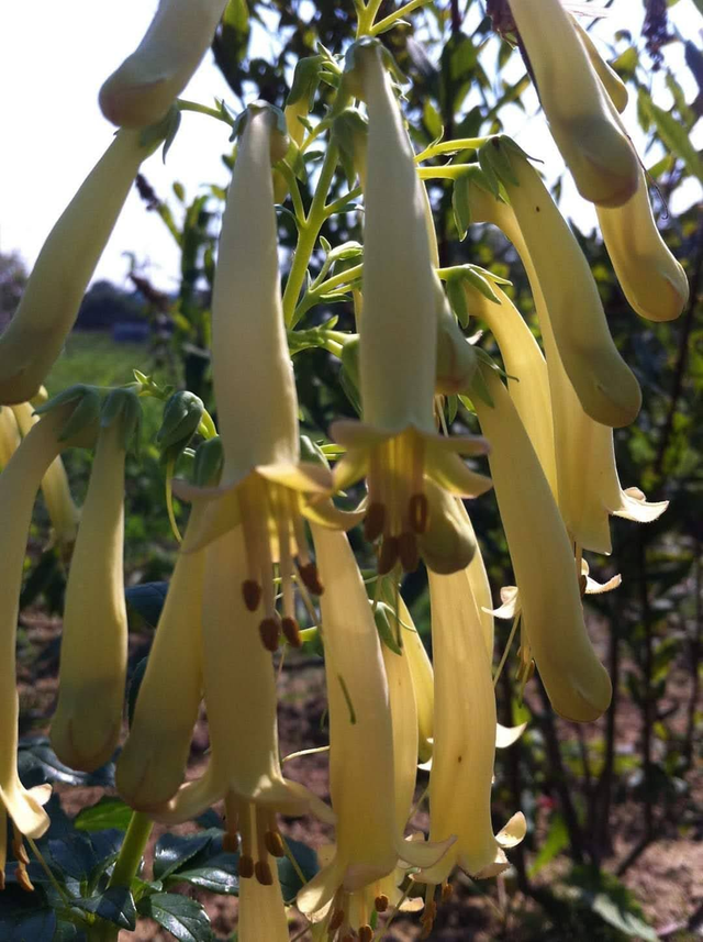 Phygelius Aequalis 'Cape Fuchsia' – Yellow Trumpet - 1ltr pot