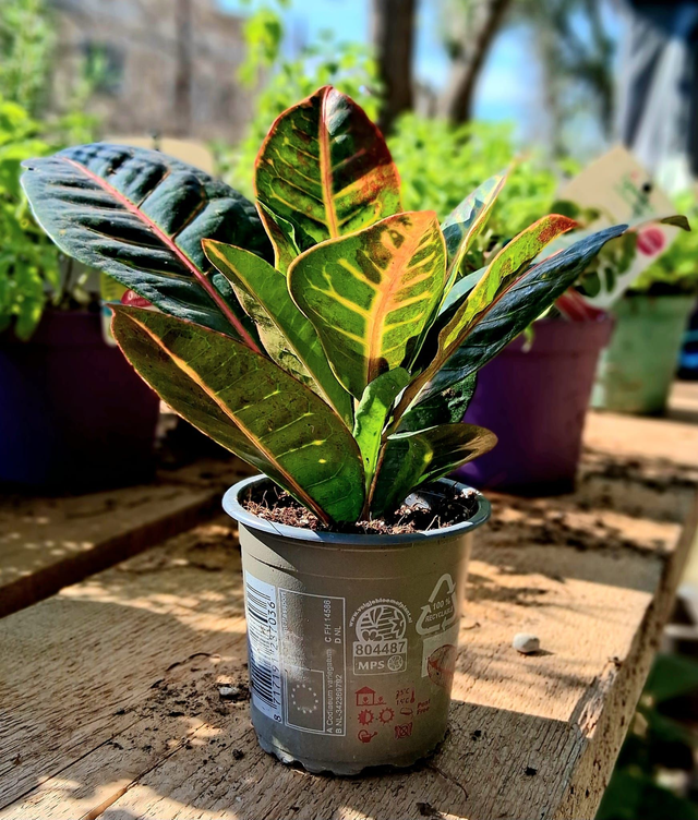 B42 . Croton in vaso 9