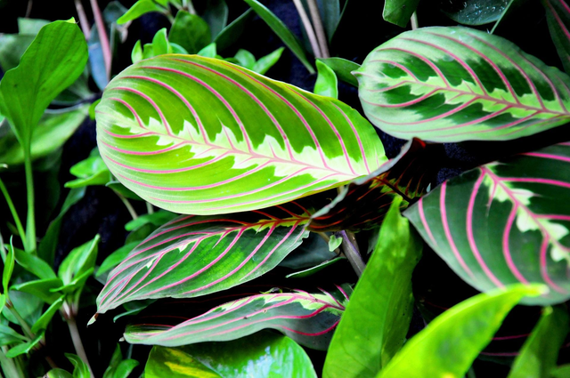 Maranta