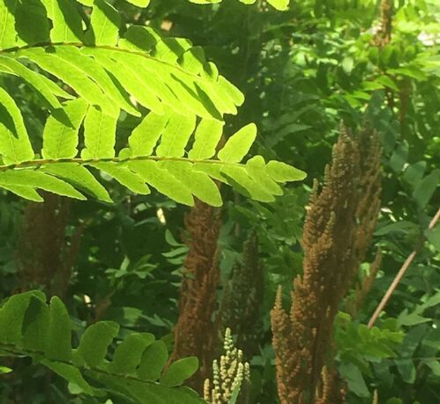 Osmundastrum cinnamomea- Cinnamon Fern 