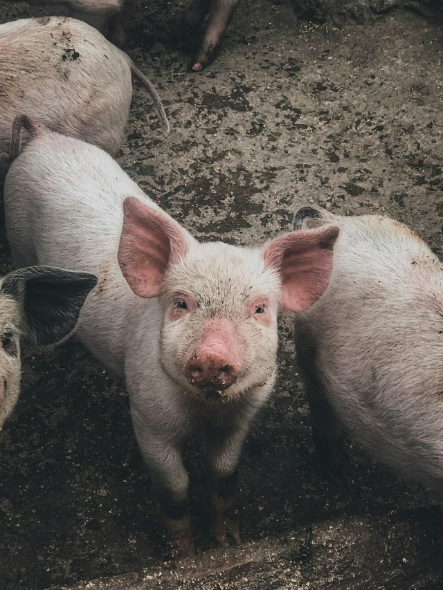 Pork Scratching