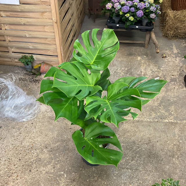 Monstera deliciosa