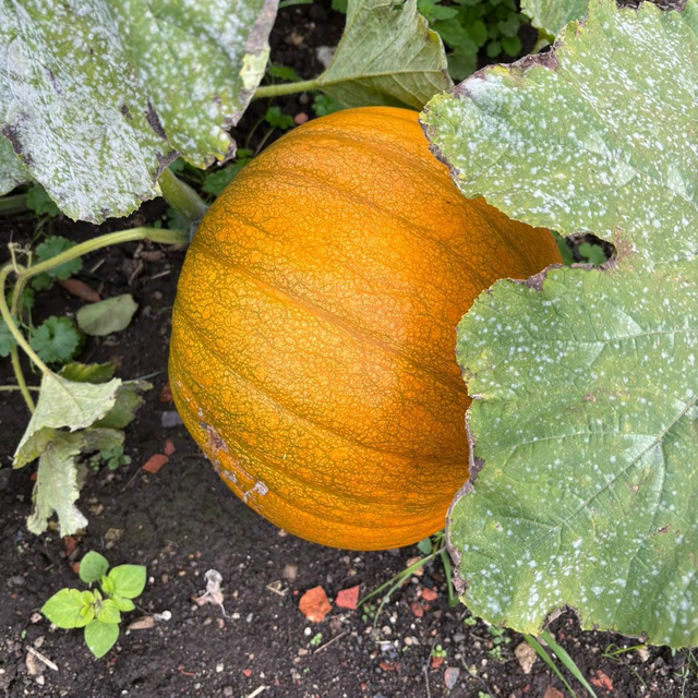 Scruton Pumpkin