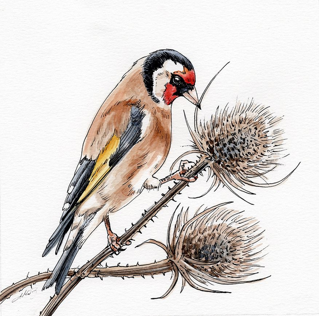 Original Illustration of a Goldfinch bird - Ink and Watercolour on textured paper