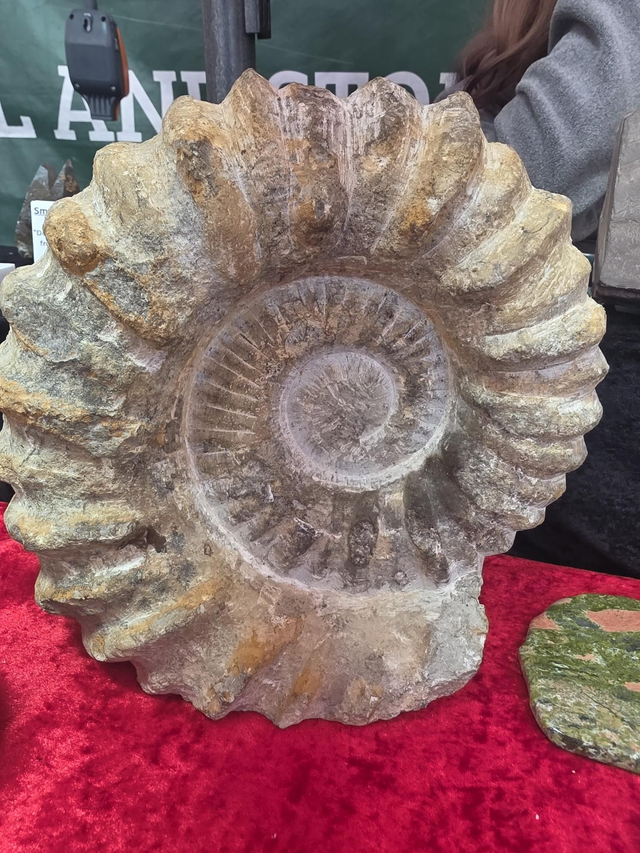 Massive ammonite