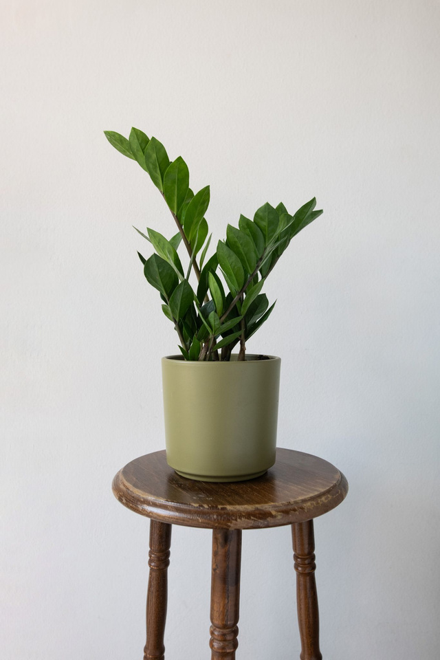 Zamioculcas Zamifolia (ZZ plant)🌿