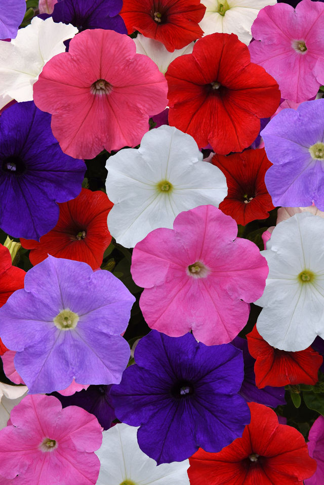 Petunia (Mixed Frenzy) - Tray of 6 plants