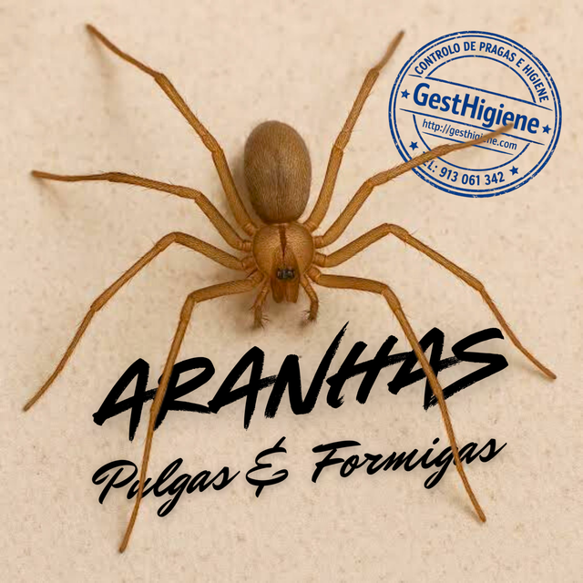 Desinfestação Pulgas | Aranhas | Formigas