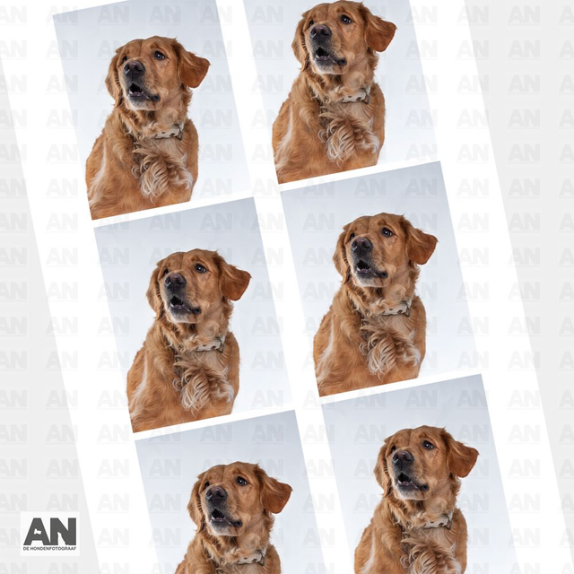 Pasfoto’s van de hond