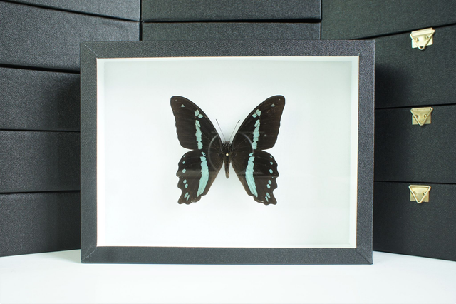 Papilio nireus