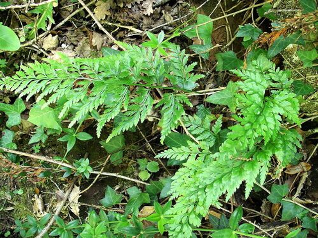 Asplenium adiantum-nigrum (Black Spleenwort) plug