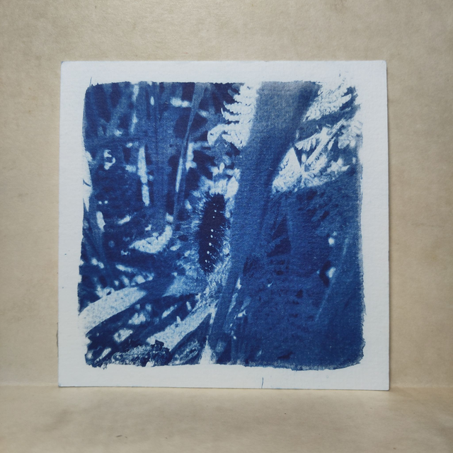 Cyanotype Photo d'une chenille