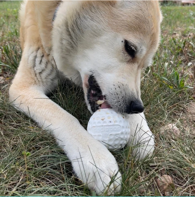 Distributeur de friandises en caoutchouc pour balles de golf et jouet d'enrichissement