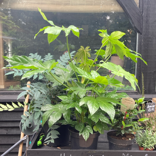 Fatsia Japonica