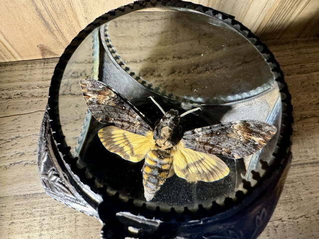 Sphinx tête de mort  ACHERONTIA ATROPOS