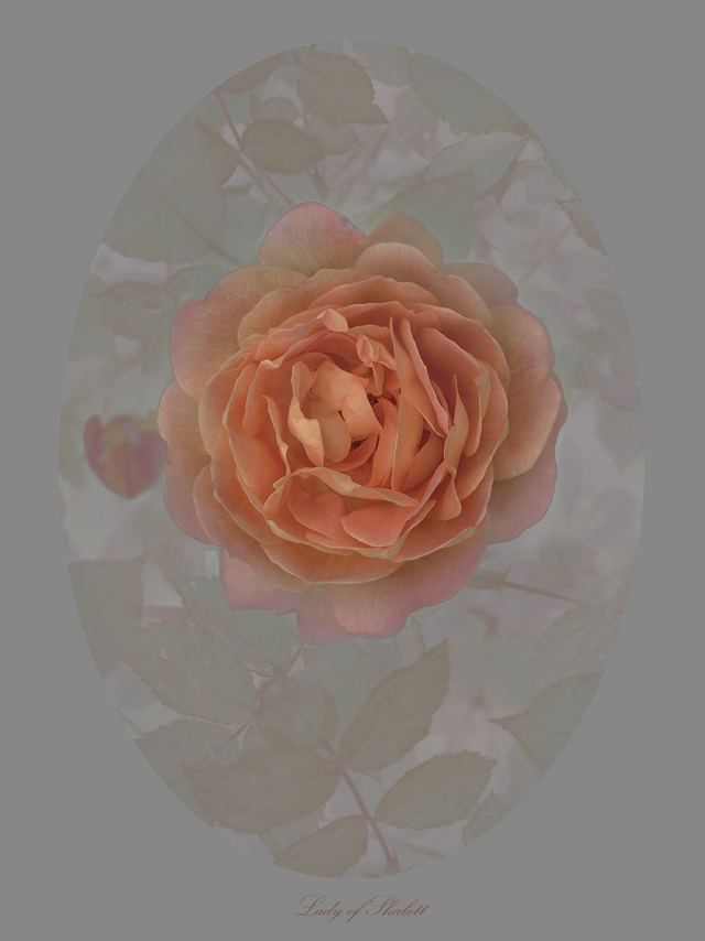 Rose Lady of Shalott