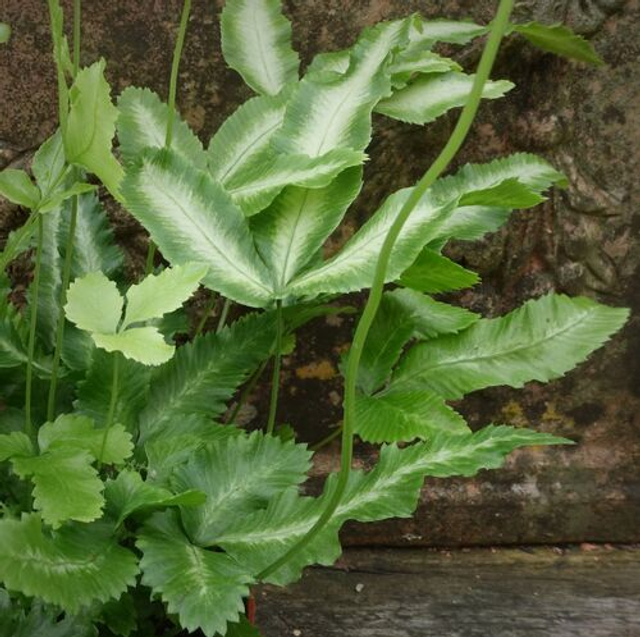 Pteris cretica 'Albolineata' P9 (0.5 litre) 