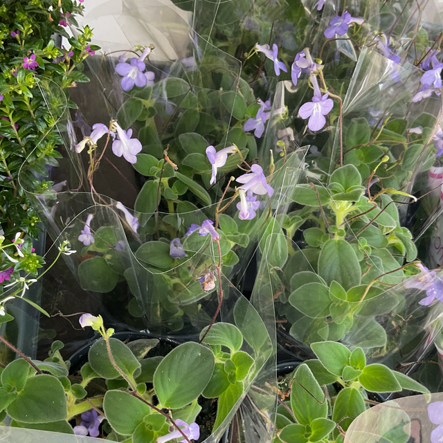 Streptocarpus