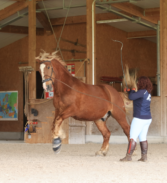 Problempferde verstehen - Online-Kurs