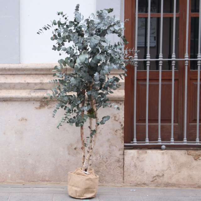 ARBOL CL468 EUCALIPTO PRESERVADO verde 170cm