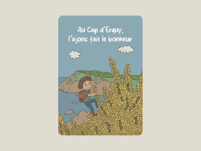 Carte postale &quot; Au Cap d&#039;Erquy, l&#039;ajonc fait le bonheur &quot;