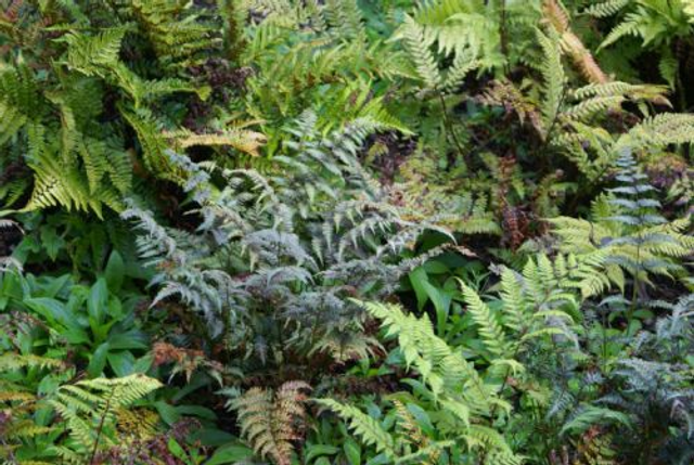 Athyrium nipponicum &#039;Pictum&#039; Japanese Painted Fern P11