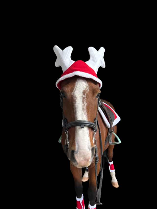 BONNET OREILLES EQUITHÈME "NOËL" EN FORME DE BOIS DE RENNE