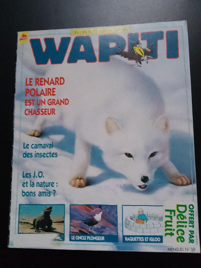 Renard polaire - Wapiti