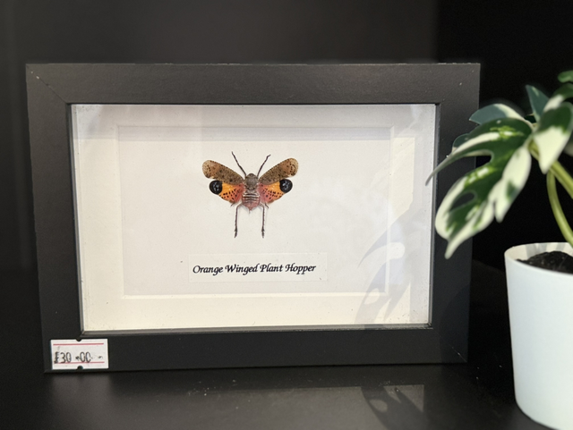 Orange Winged Plant Hopper