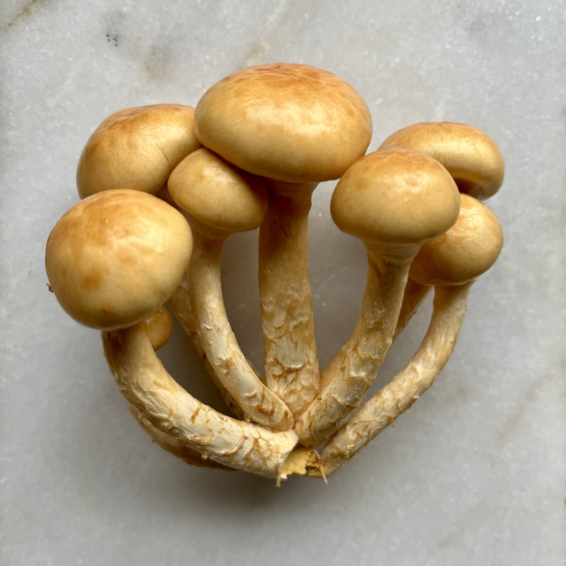 Nameko BIO (Pholiota nameko)