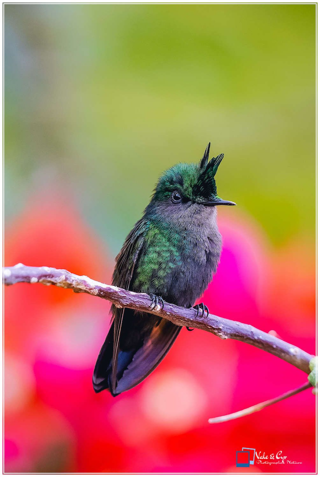 Tirage d'art : Violine