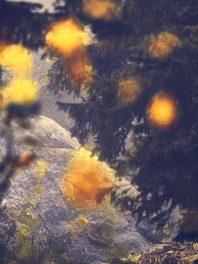 TunneMetsä - Inspiraatio, Fine Art Canvas 11col 68x50cm