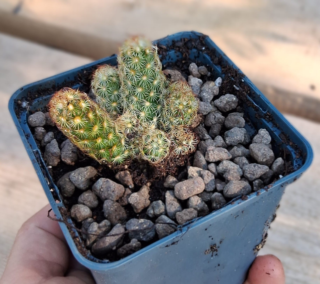 D61 . Mammillaria elongata