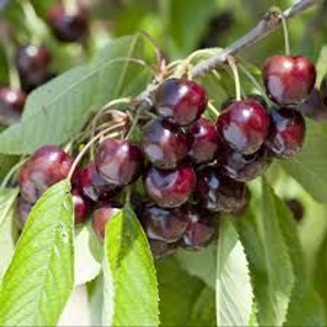 CERISIER bigarreau Burlat