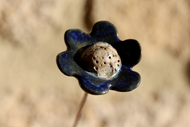 Petite fleur bleue