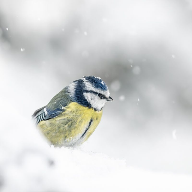 LM-013 - Mésange bleue