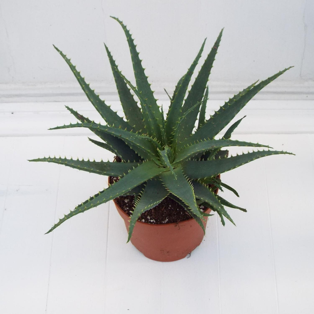 Aloe Arborescens