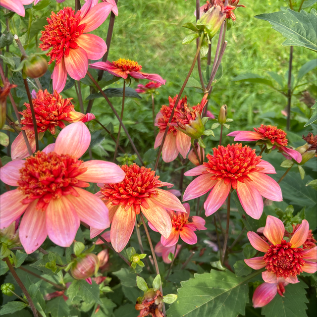 Totally Tangerine 174