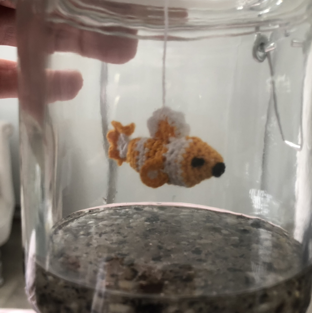 Pet Jar SMALL - Random 