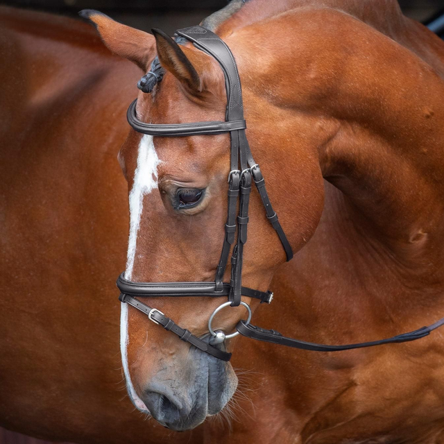 Shires Rapida Padded Raised Flash Bridle