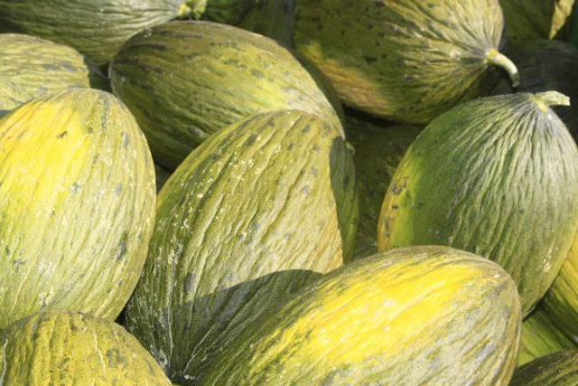 melone piel di sapo confezione cassetra 6 meloni