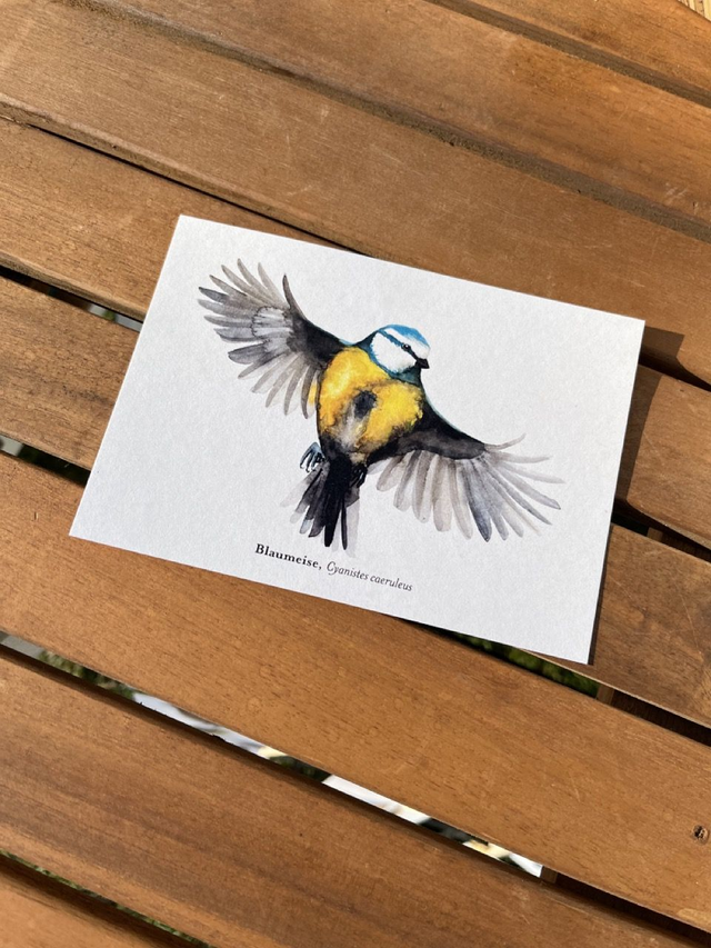 Postkarte Vogel "Blaumeise"
