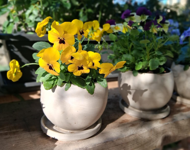 L34 . Violette mini Panse' in 'Luna granit'