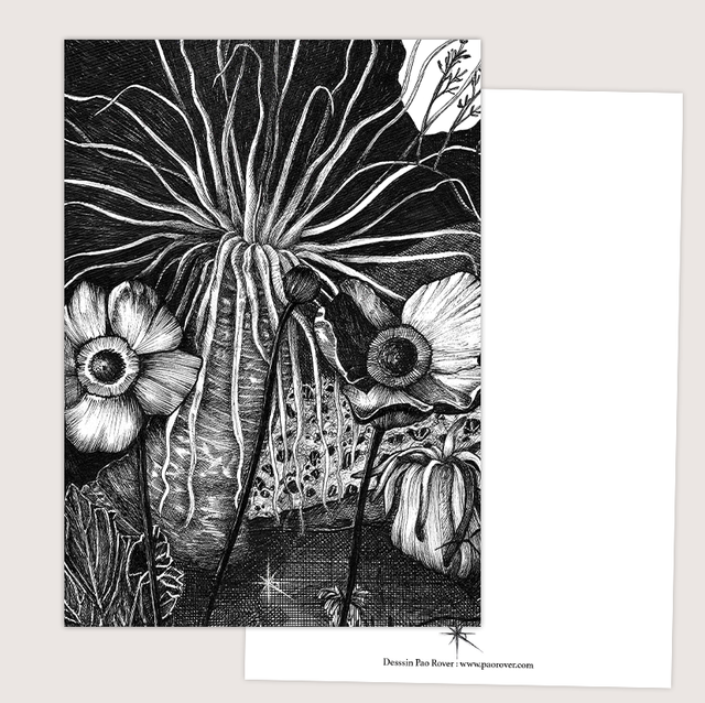 Cartes &quot;Anémone&quot;