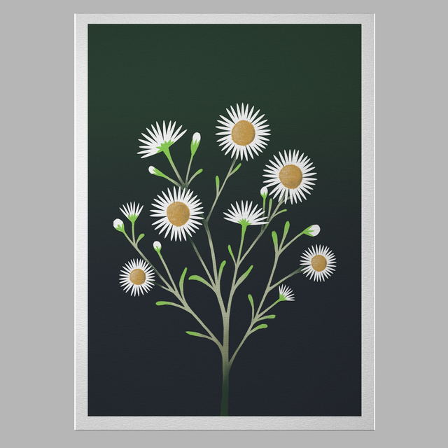 Marguerites le long des berges