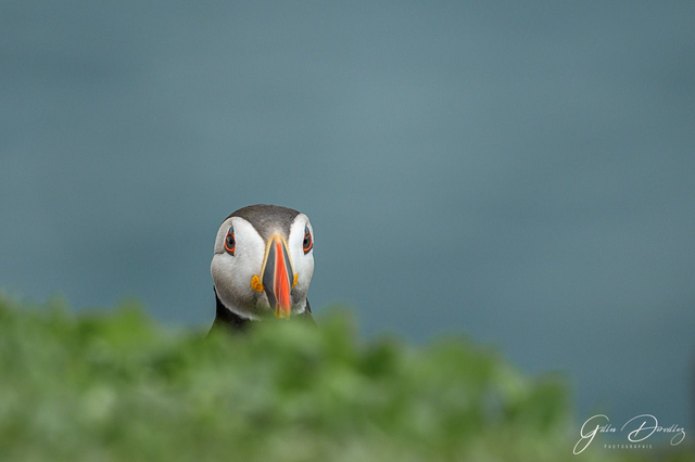 FS050 - Macareux Moine