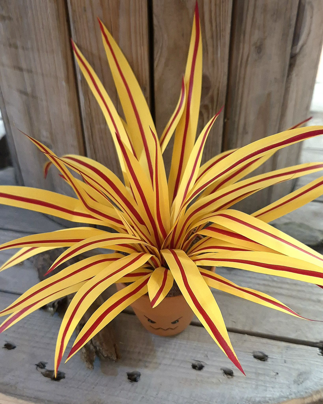 Baby plante "Malicieuse" 