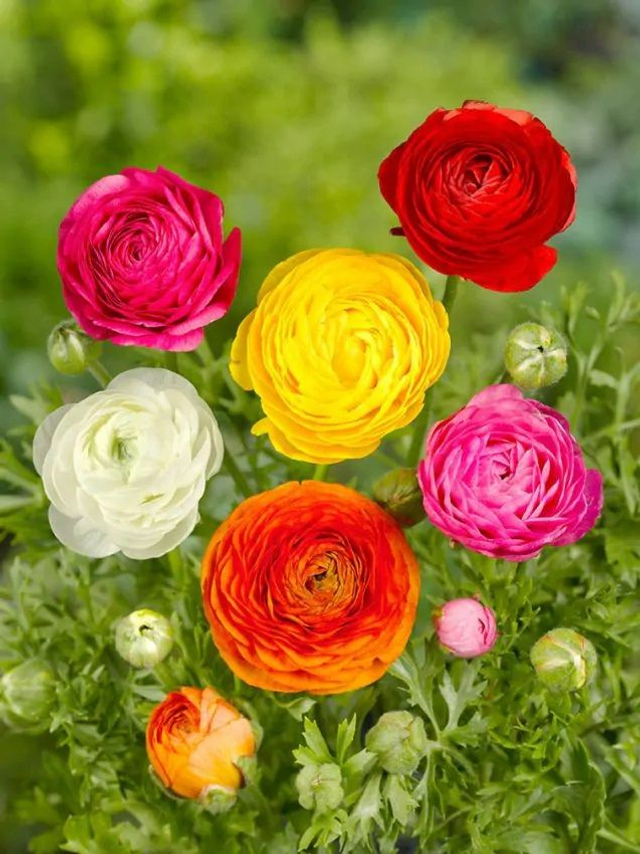 Renoncule – Ranunculus mélange de couleurs