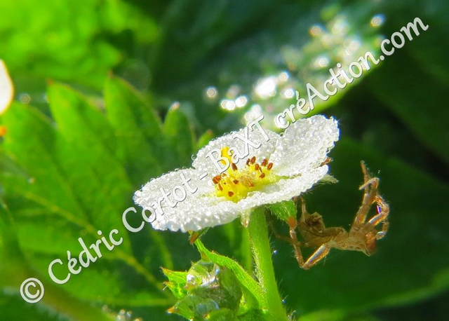 2 - Carte postale - Le petit monde du Vivant (Ref IMG_9402)