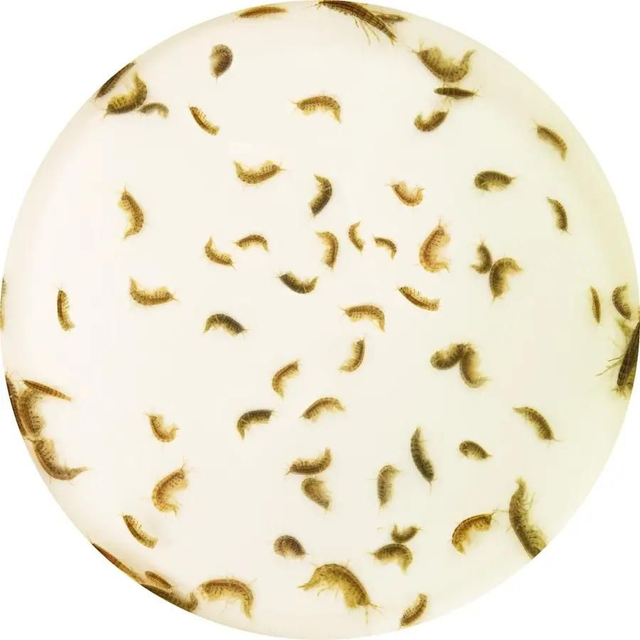 Levende gammarus 4038358100178